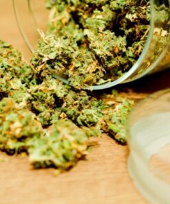 Cannabis