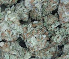 white widow strain
